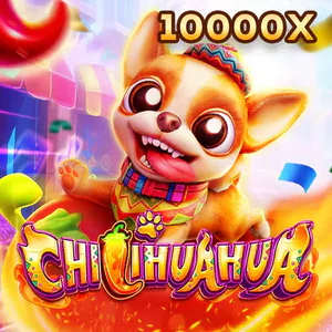 Fa Chai Chihuahua Portrait